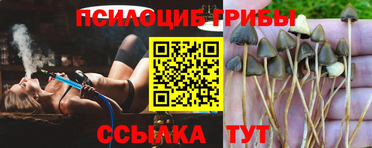 Псилоцибиновые грибы Psilocybine cubensis Амурск